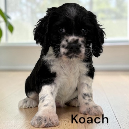 puppy, for, sale, Cocker Spaniel, Joe & Cherri  Overlease, dog, breeder, Miller, MO, dog-breeder, puppy-for-sale, forsale, nearby, find, puppyfind, locator, puppylocator, aca